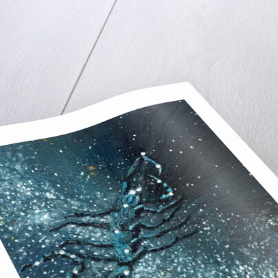 Star sign Scorpio, 2016 by Vincent Alexander Booth