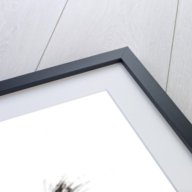 On the prowl !, 2015 by Vincent Alexander Booth