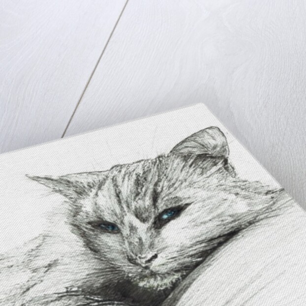 Monty napping, 2016 by Vincent Alexander Booth