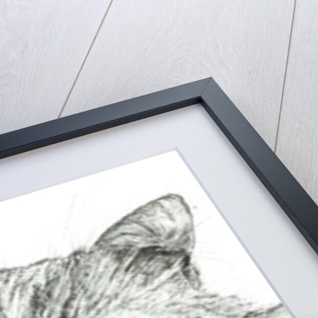 Monty napping, 2016 by Vincent Alexander Booth