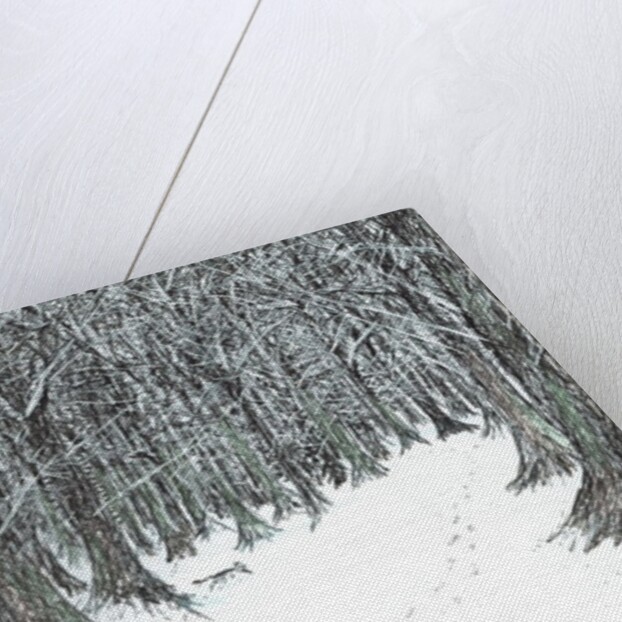 The Castle in the Forest of Findhorn, snow stumps, 2006 by Vincent Alexander Booth