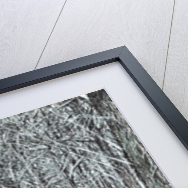 The Castle in the Forest of Findhorn, snow stumps, 2006 by Vincent Alexander Booth