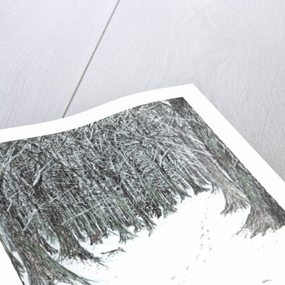 The Castle in the Forest of Findhorn, snow stumps, 2006 by Vincent Alexander Booth