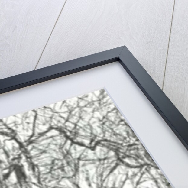 Harvard Boston USA, 2003 by Vincent Alexander Booth