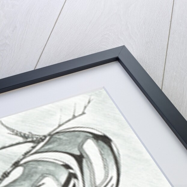 Storm Creators Sargasso Sea, 2017 by Vincent Alexander Booth