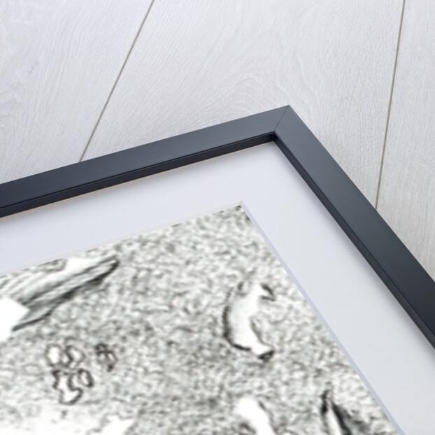 Horse Apparition, 2017 by Vincent Alexander Booth