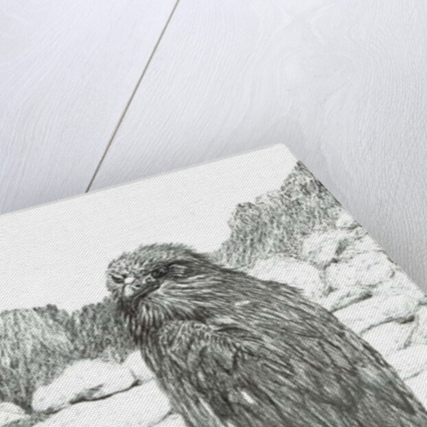 Eagles of the Highlands, 2011 by Vincent Alexander Booth