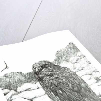 Eagles of the Highlands, 2011 by Vincent Alexander Booth