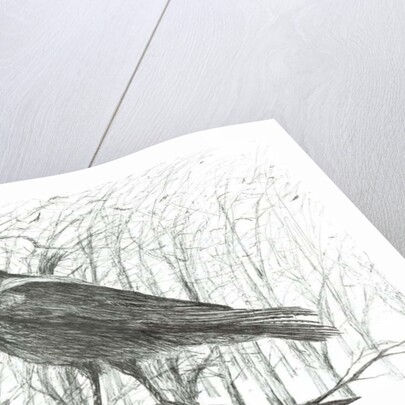 Bird, 2011 by Vincent Alexander Booth