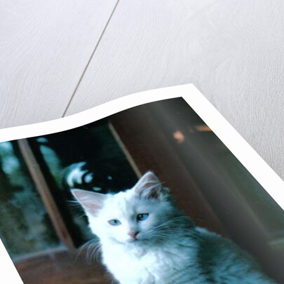 Ice kitten, 2006 by Vincent Alexander Booth