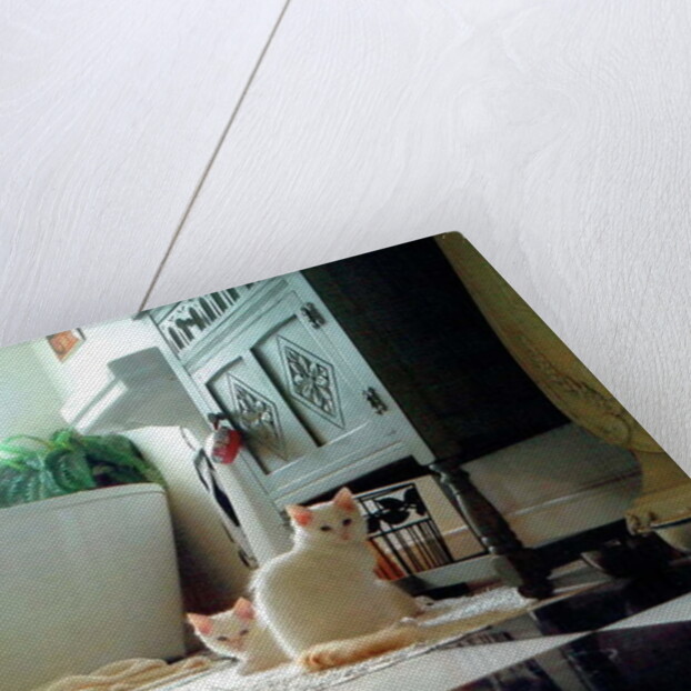 Puddy cats, 2017 by Vincent Alexander Booth