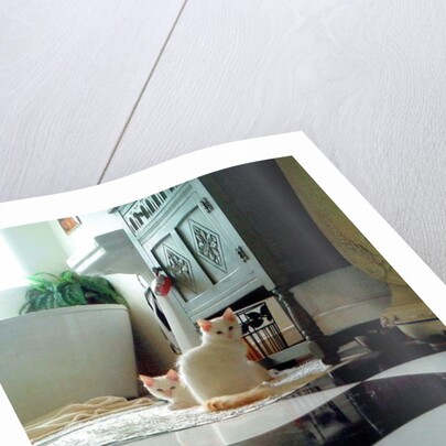 Puddy cats, 2017 by Vincent Alexander Booth