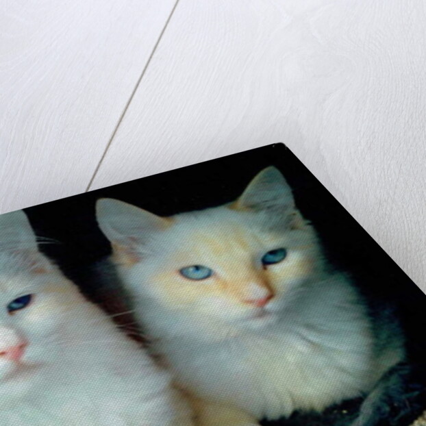 Who did it ?, 2017 by Vincent Alexander Booth