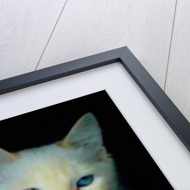 Who did it ?, 2017 by Vincent Alexander Booth