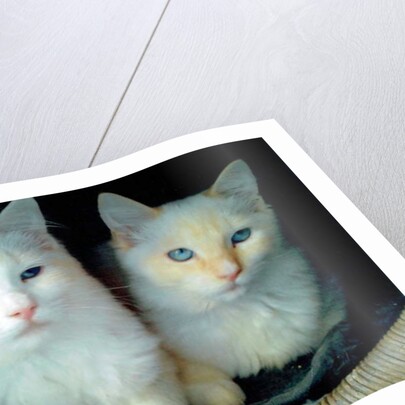 Who did it ?, 2017 by Vincent Alexander Booth