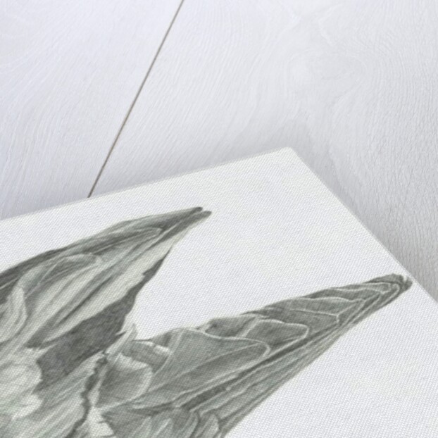 Wing, 1996 by Vincent Alexander Booth