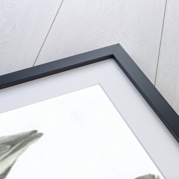 Wing, 1996 by Vincent Alexander Booth