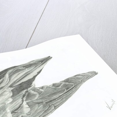 Wing, 1996 by Vincent Alexander Booth