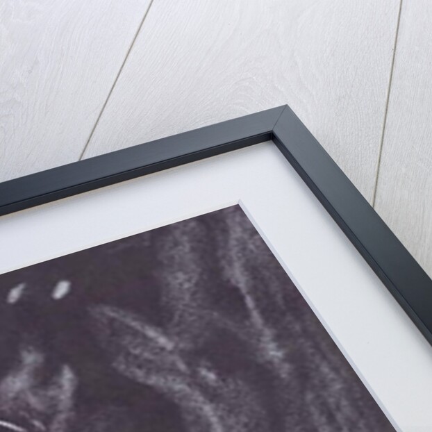 Plant in room by candlelight, 1997 by Vincent Alexander Booth