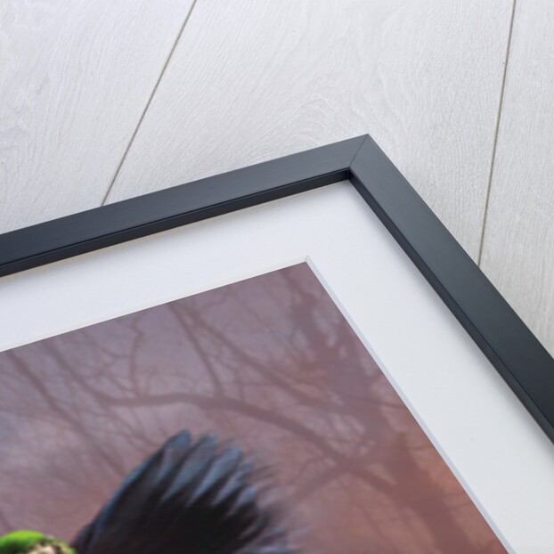 Flight, 2014 by Olga Snell