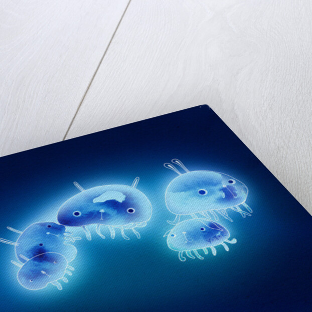 Jelly fish, 2013 by Yoyo Zhao