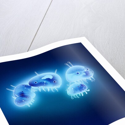 Jelly fish, 2013 by Yoyo Zhao