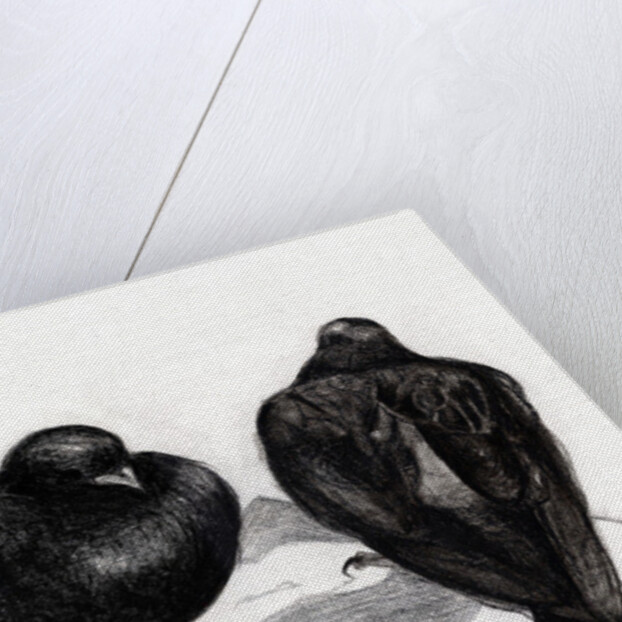 Serious Pigeon Situation, 2012 by Nancy Moniz Charalambous