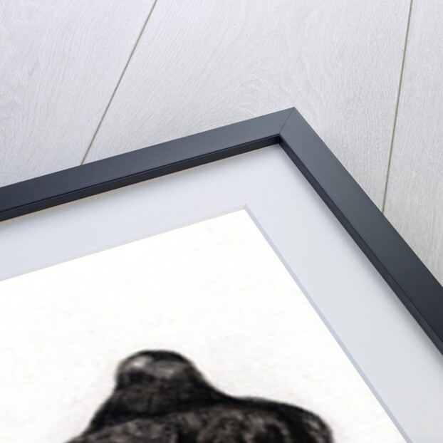 Serious Pigeon Situation, 2012 by Nancy Moniz Charalambous