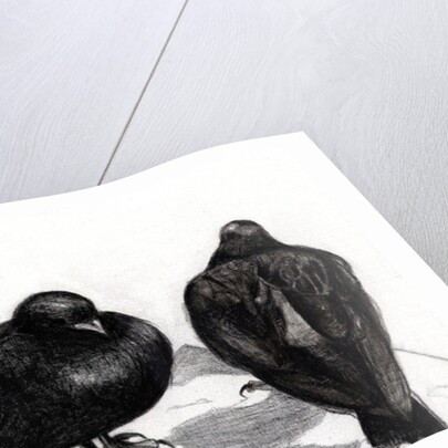 Serious Pigeon Situation, 2012 by Nancy Moniz Charalambous