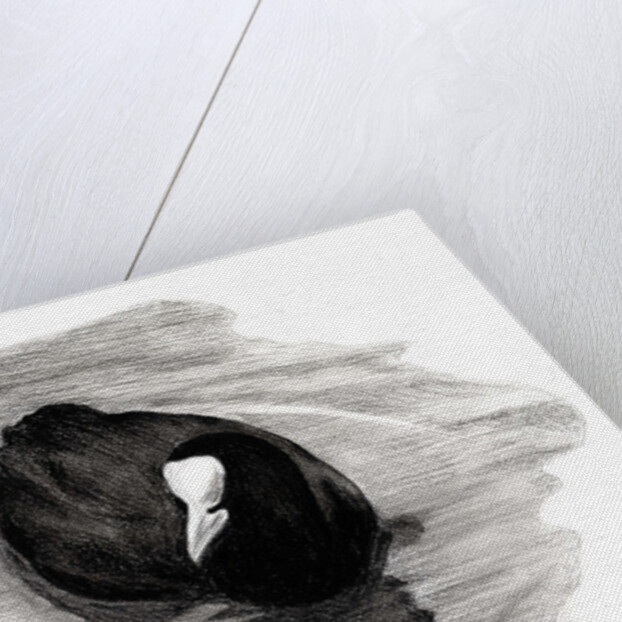 Coot of London, 2013 by Nancy Moniz Charalambous