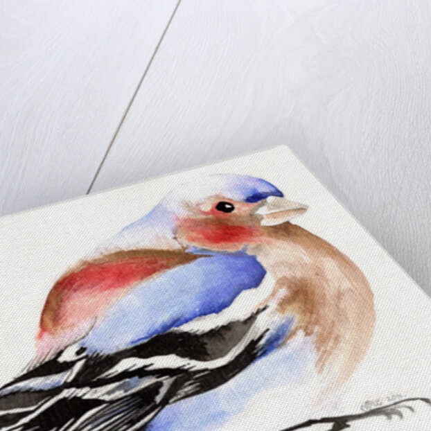 Colourful Chaffinch, 2011 by Nancy Moniz Charalambous