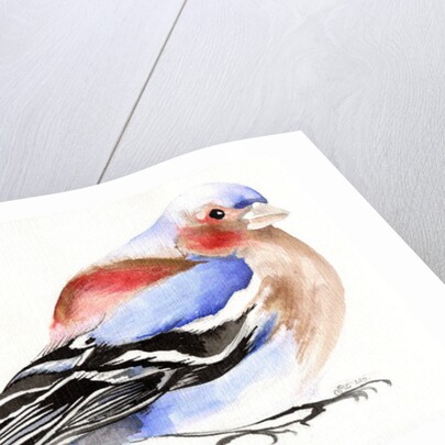 Colourful Chaffinch, 2011 by Nancy Moniz Charalambous