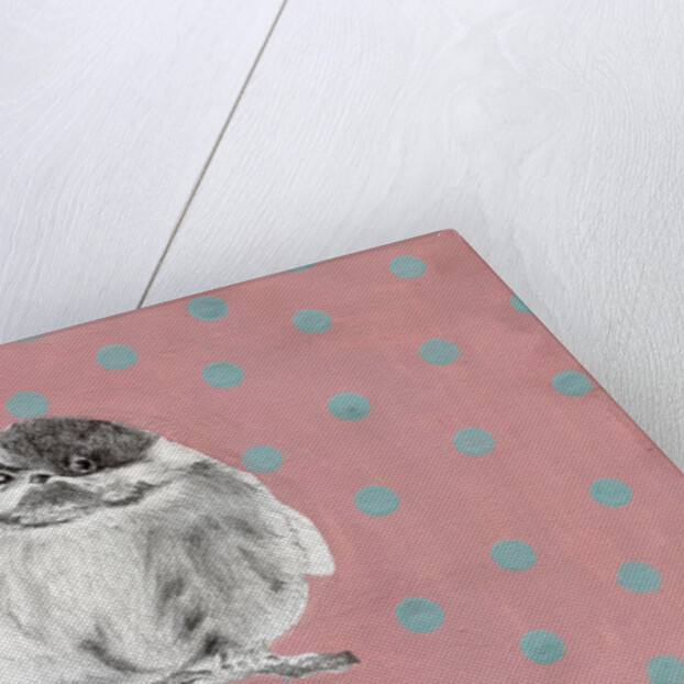 Chubby little bundle, 2014 by Nancy Moniz Charalambous