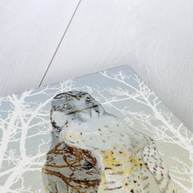 Peregrine Falcon, 2015 by Nancy Moniz Charalambous