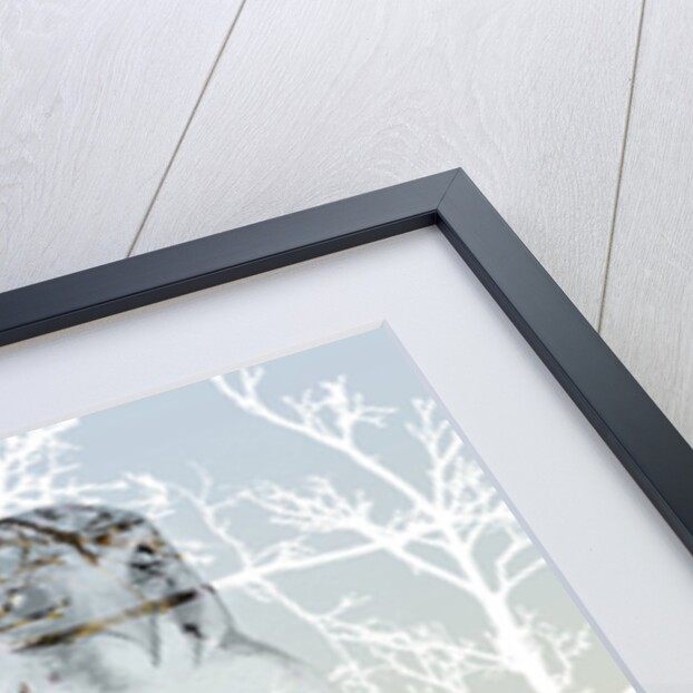 Peregrine Falcon, 2015 by Nancy Moniz Charalambous