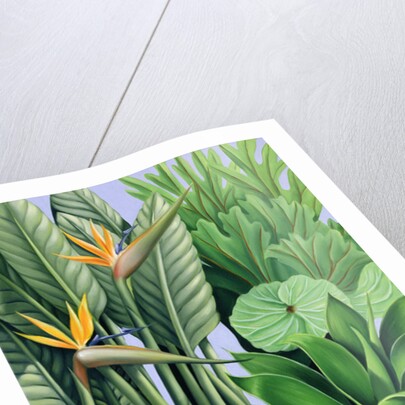 Foliage II, 2005 by Catherine Abel