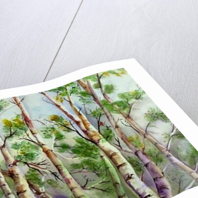 Spring Birches by Neela Pushparaj