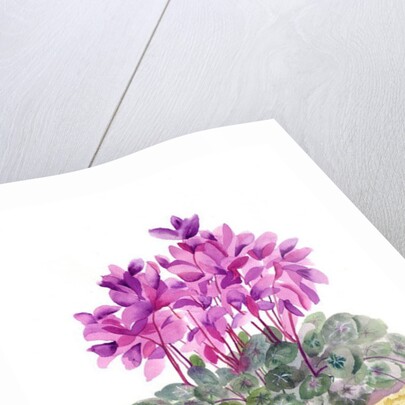 Cyclamen by Neela Pushparaj