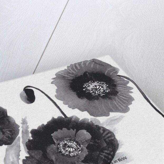 Poppies in Black and white by Neela Pushparaj