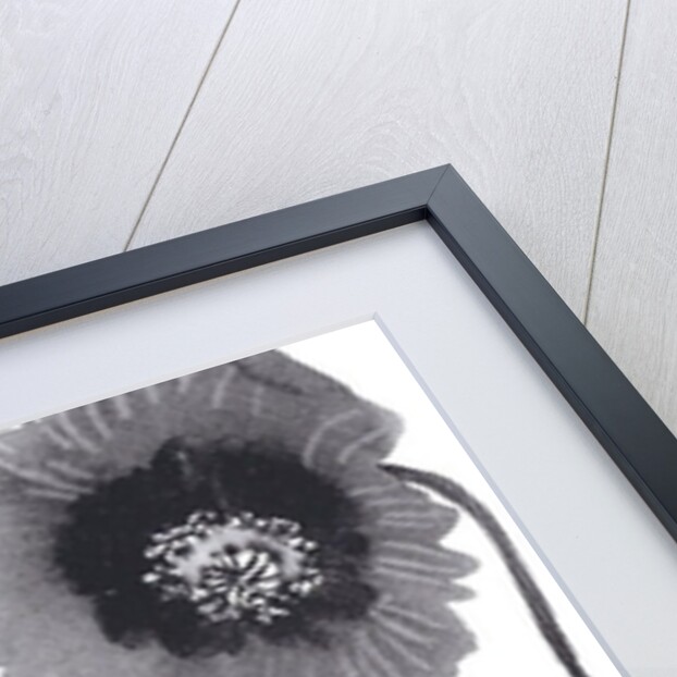 Poppies in Black and white by Neela Pushparaj