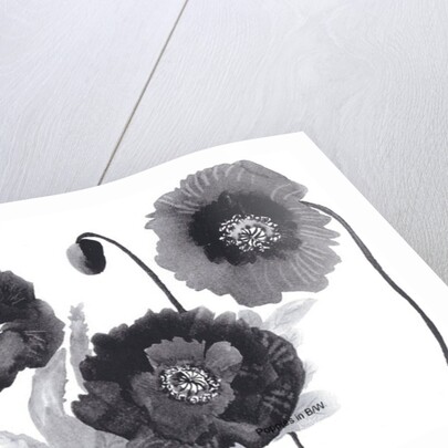Poppies in Black and white by Neela Pushparaj