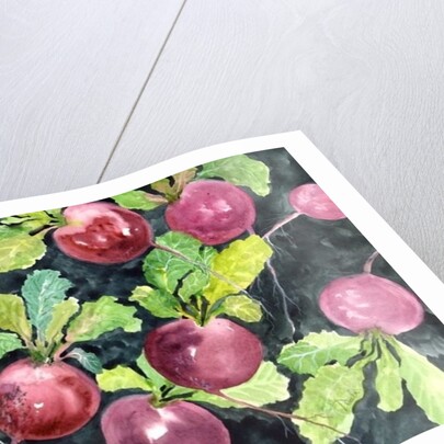 Radishes by Neela Pushparaj