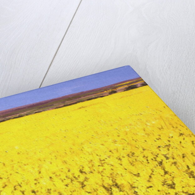 Rape Field, 2003 by Alan Byrne