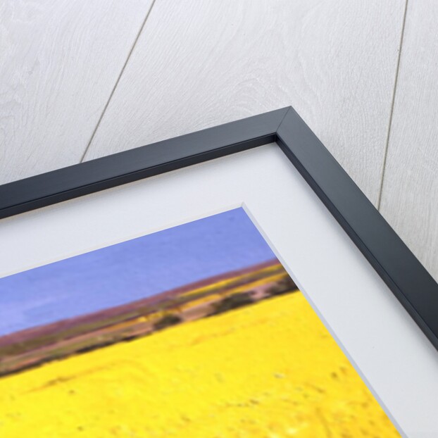 Rape Field, 2003 by Alan Byrne