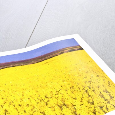Rape Field, 2003 by Alan Byrne