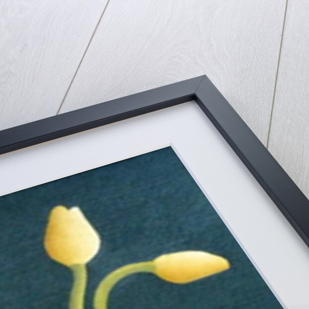 Four Yellow Tulips, 1982 by Ann Brain