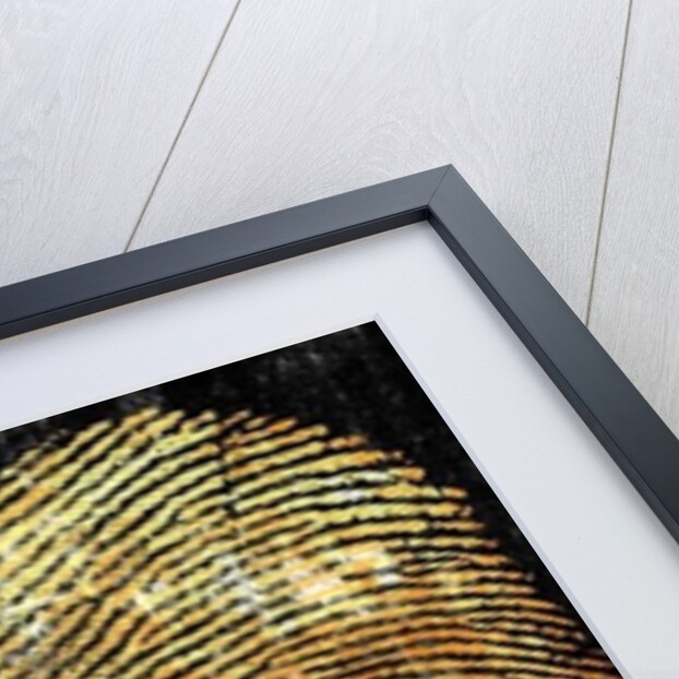 Roots & Thorns, 2014 by Francois Domain