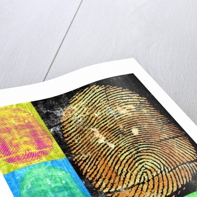 Roots & Thorns, 2014 by Francois Domain