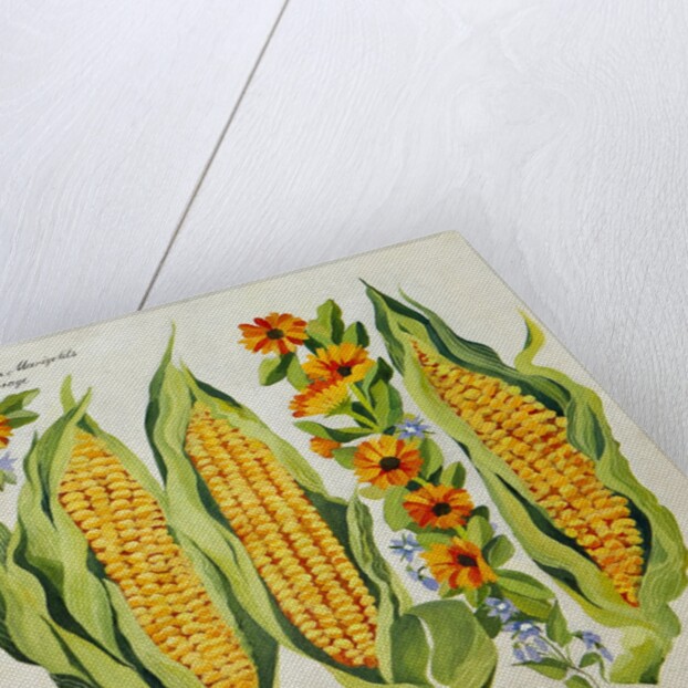 Corn and marrow flowers, 2014 by Jennifer Abbott