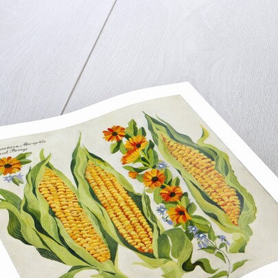 Corn and marrow flowers, 2014 by Jennifer Abbott